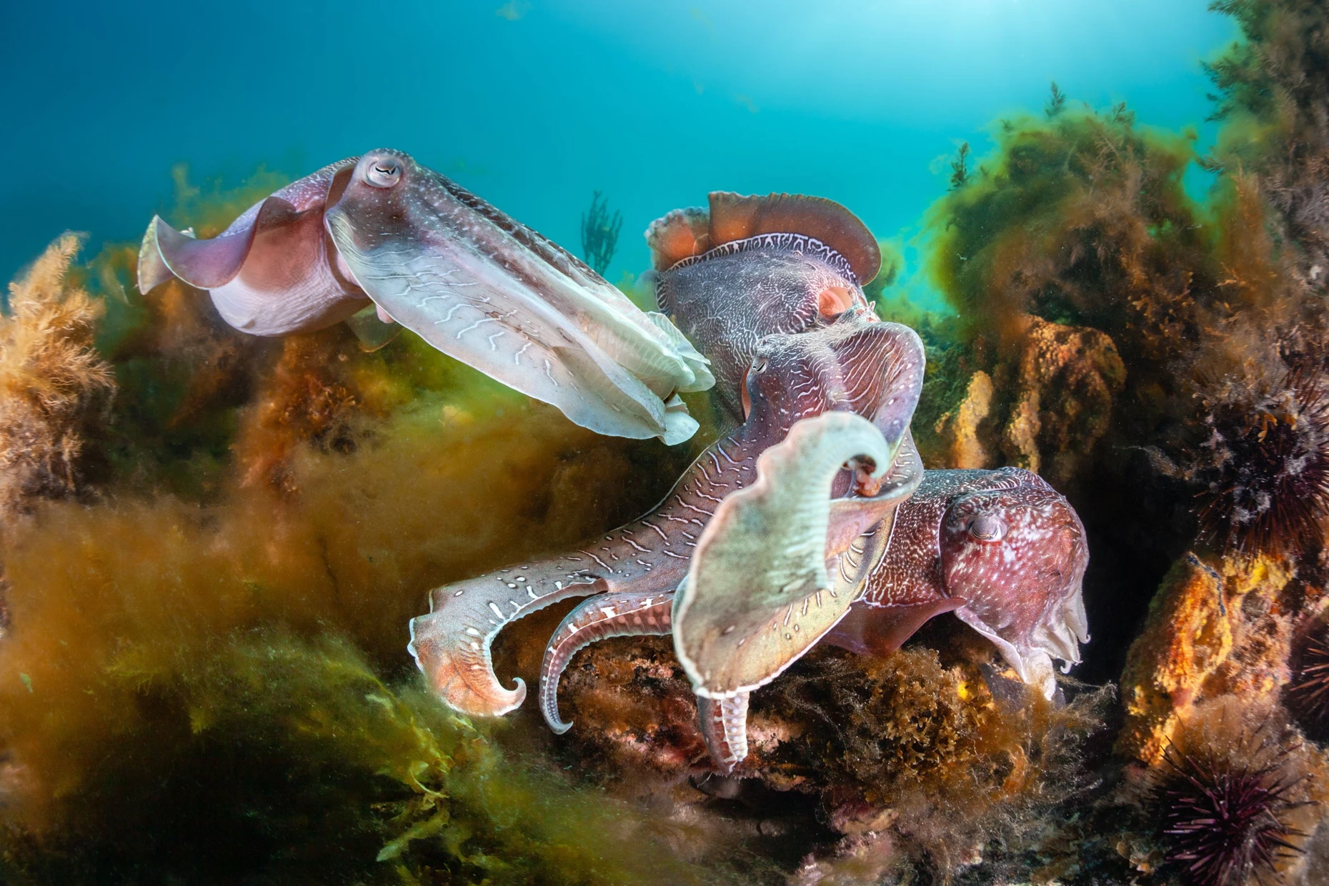 In bunten Konkurrenzkämpfen buhlen zwei männliche Riesensepien (Ascarosepion apama) um die Gunst eines Weibchens.