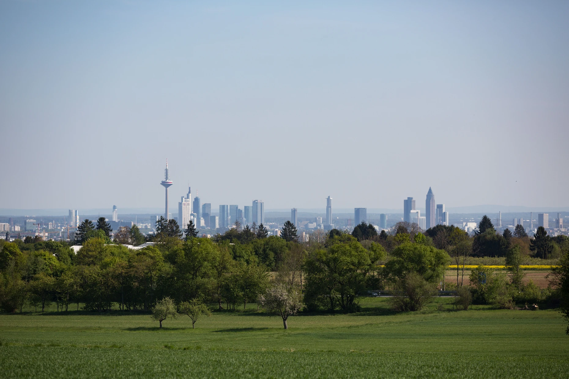 Blick auf die Frankfurter Skyline hinter einer grünen Wiese