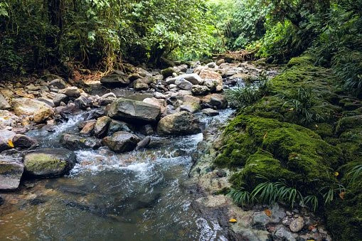 Der tropische Regenwald in der Napo-Region ist bedrot,