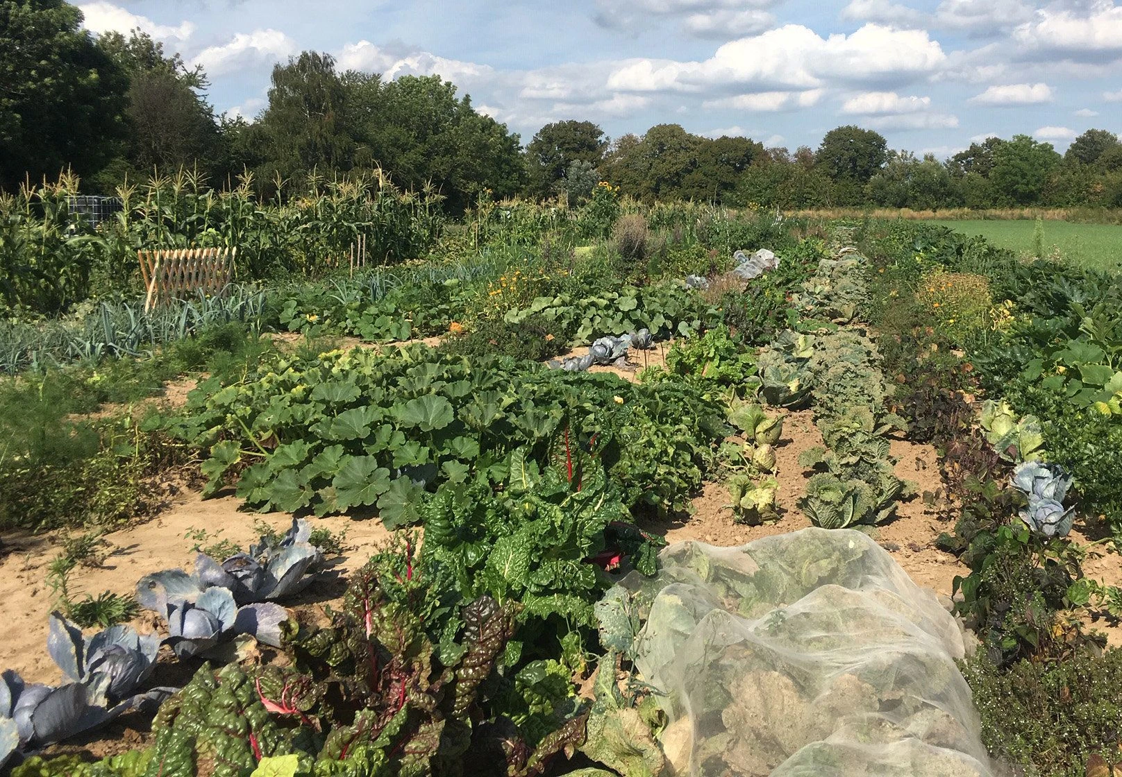 Ein Gemüsegarten bei Fulda, der als Saisongarten genutzt wird. Wer keinen eigenen Garten hat, kann Gemüse auch in gemieteten Saisongärten ernten. Die Parzellen sind fertig eingerichtet und warten auf Hobbygärtner.