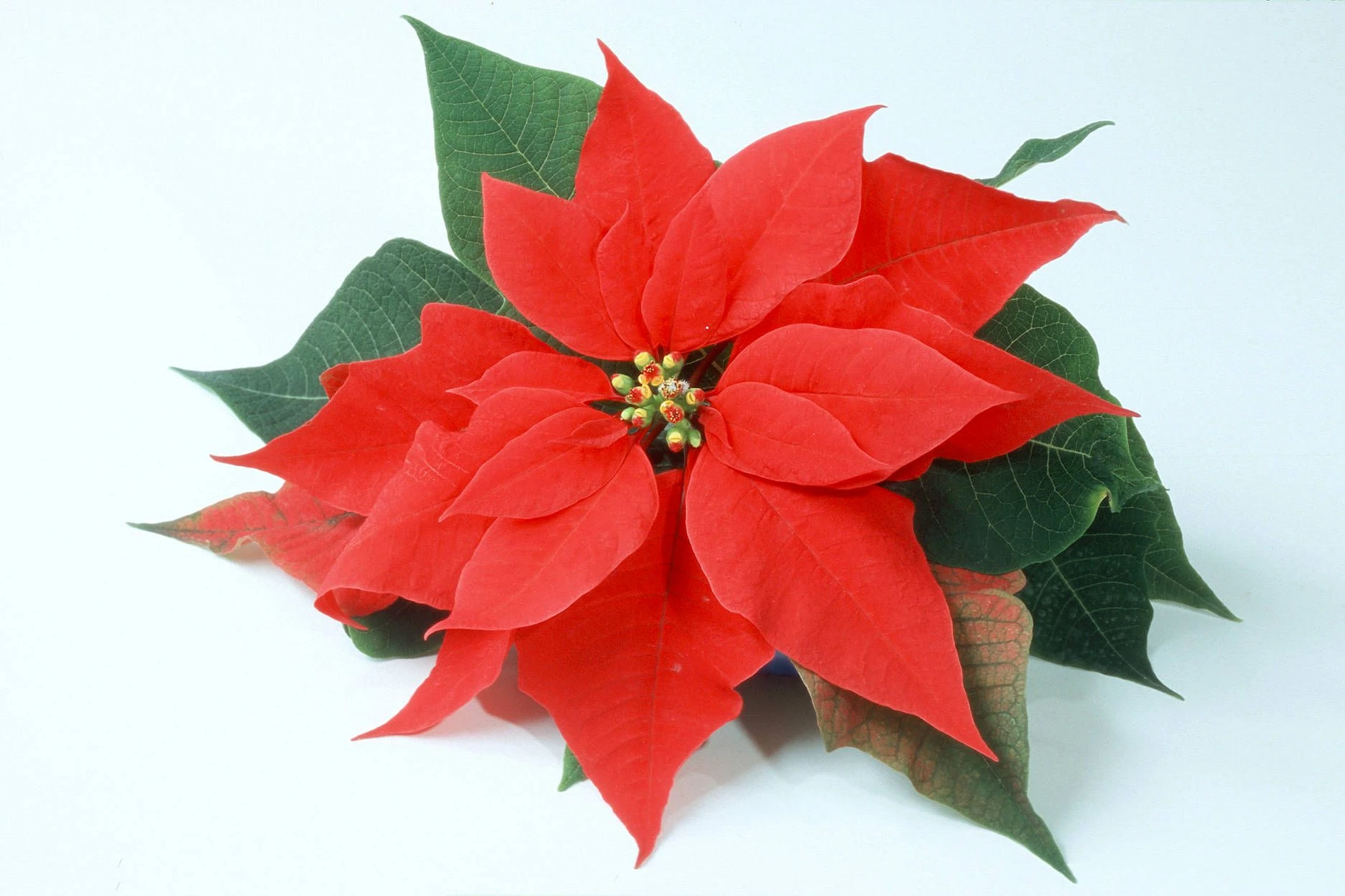 Das sind die schnsten Pflanzen und Blumen an Weihnachten | FAZ