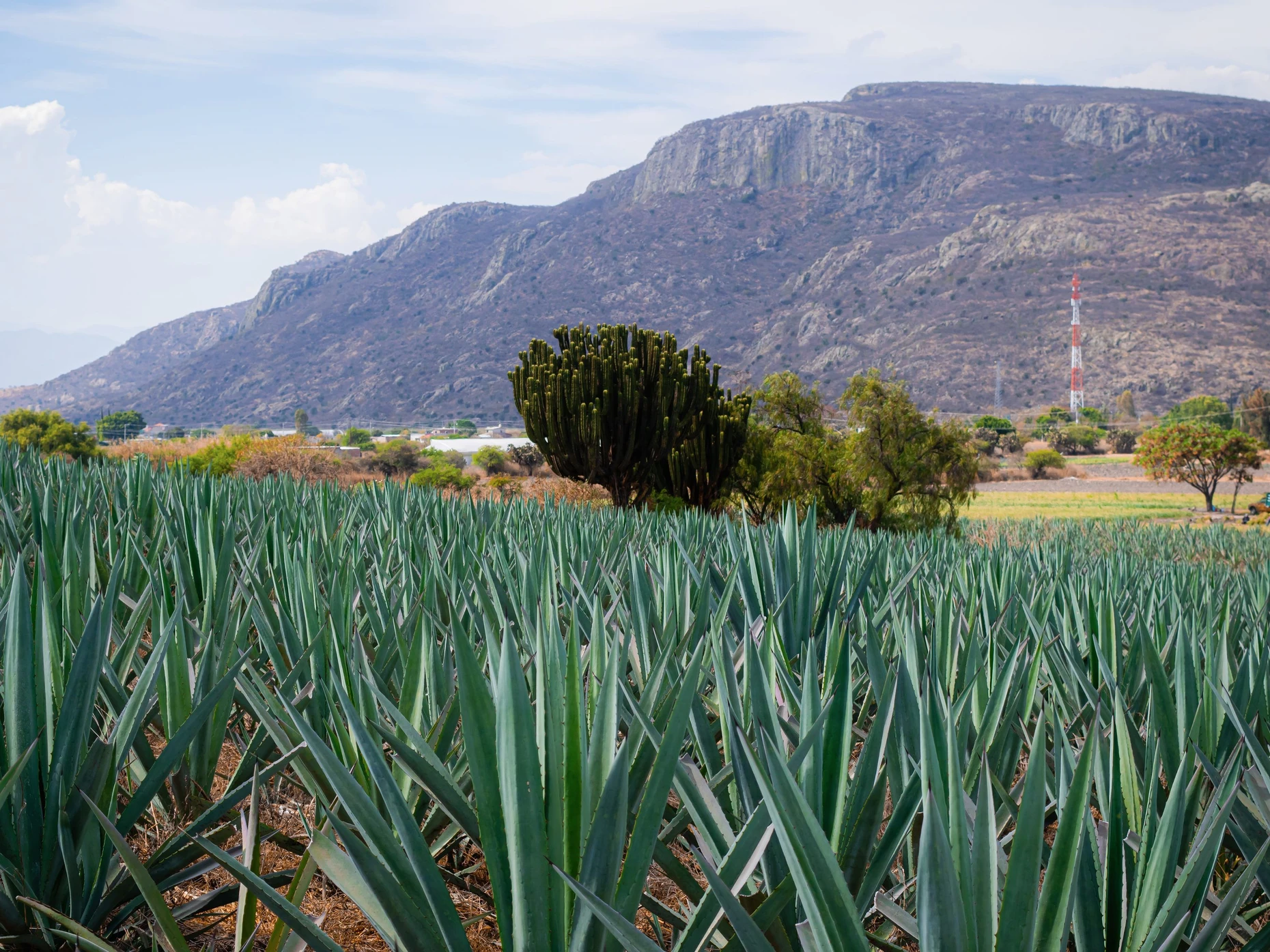 Agaven-Schnaps: Warum Mezcal fr Probleme in Mexiko sorgt | FAZ