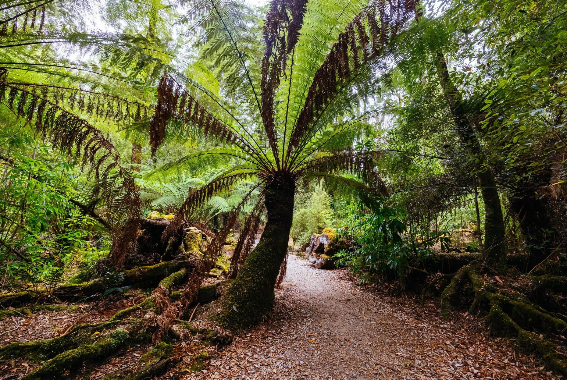 Zauberwald im Herzen Tasmaniens: der Tahune-Nationalpark Picture Alliance