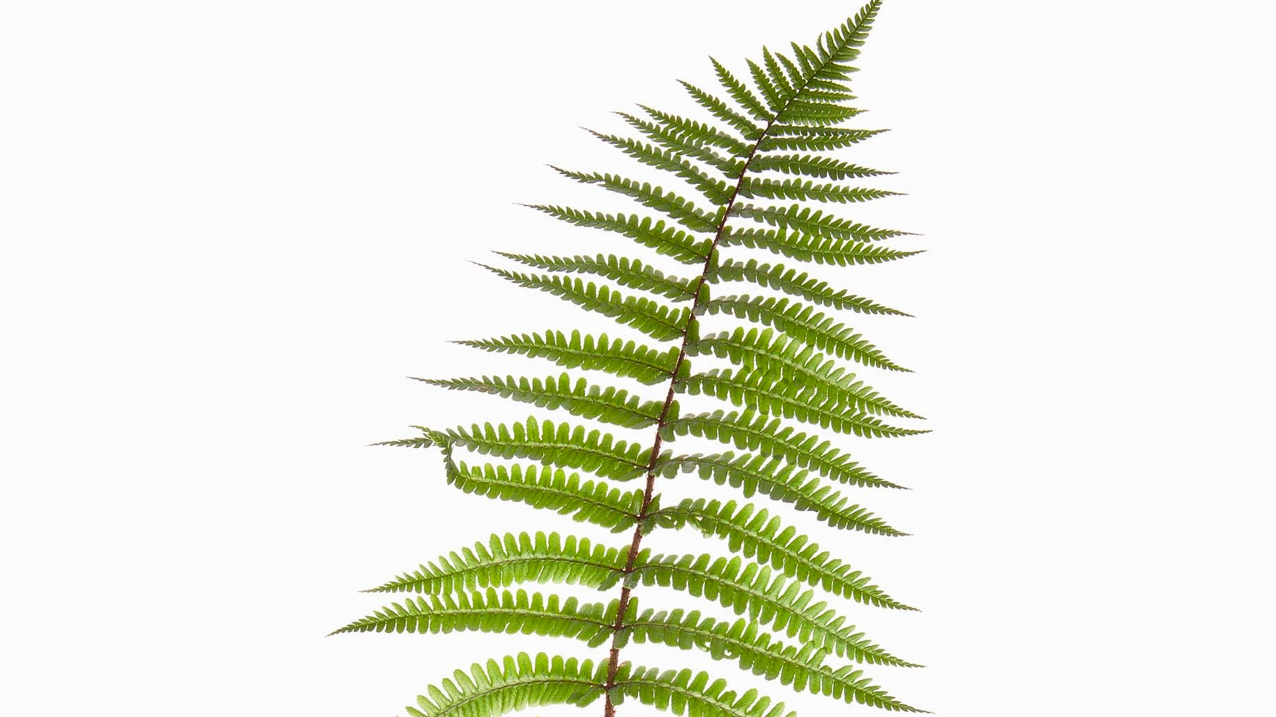 kirschlorbeer wie hoch wird er Kirschlorbeer Novita 175-200 cm Höhe Ballenware main image 1
