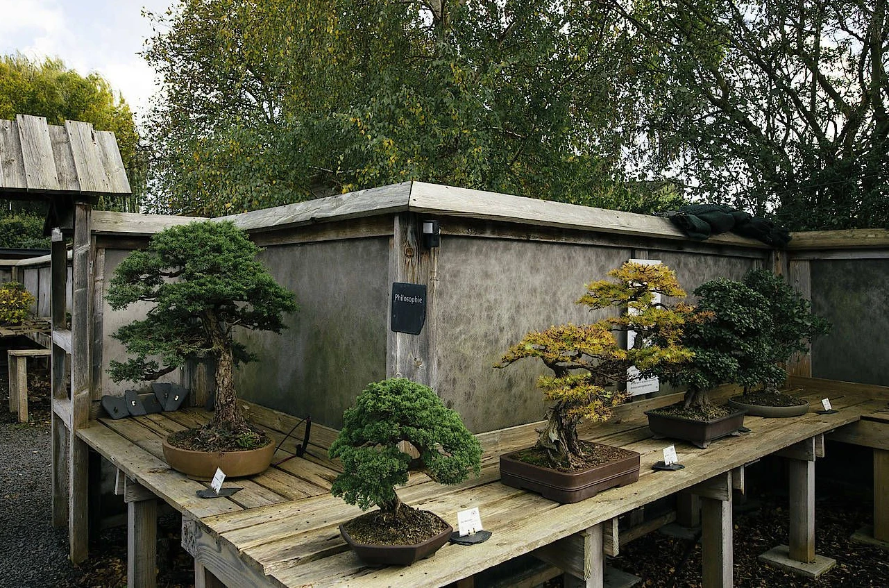 Bonsai liegt im Trend und ist eine bung in Geduld. | FAZ