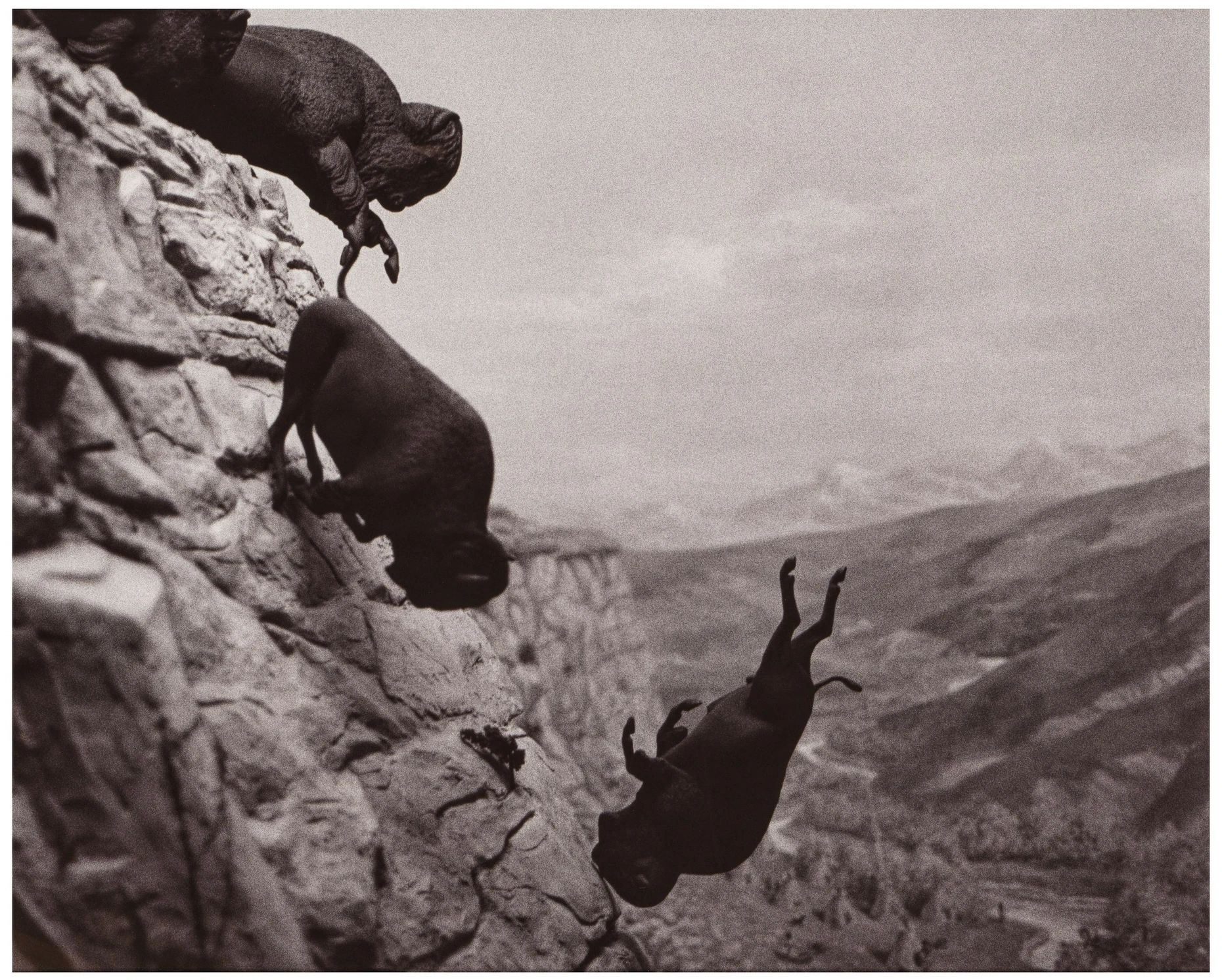  David Wojnarowicz, „Buffaloes“, 1989, Taxe 25.000 bis 35.000 Dollar