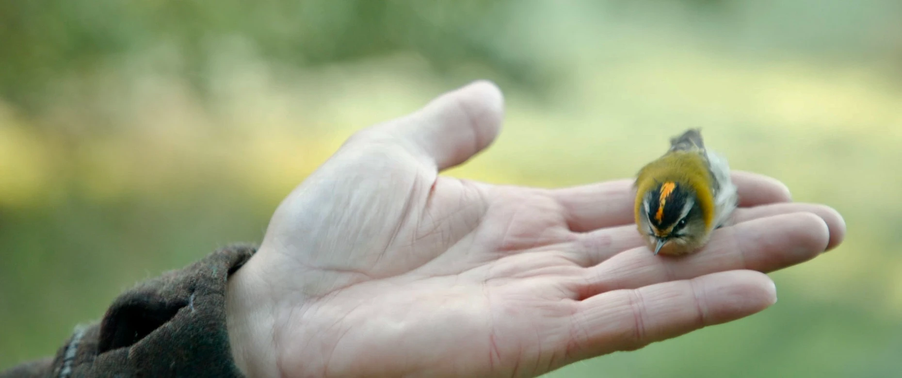 Sein Leben in einer Hand: Das Sommergoldhähnchen gehört nicht gerade zu den Schwergewichten unter den Birdwatcher-Objekten.