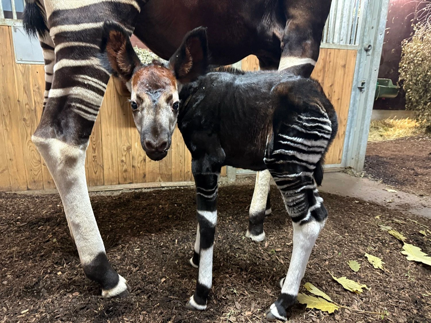 Das Symboltier der „Deutschen Gesellschaft für Säugetierkunde“: ein junges Okapi im Frankfurter Zoo