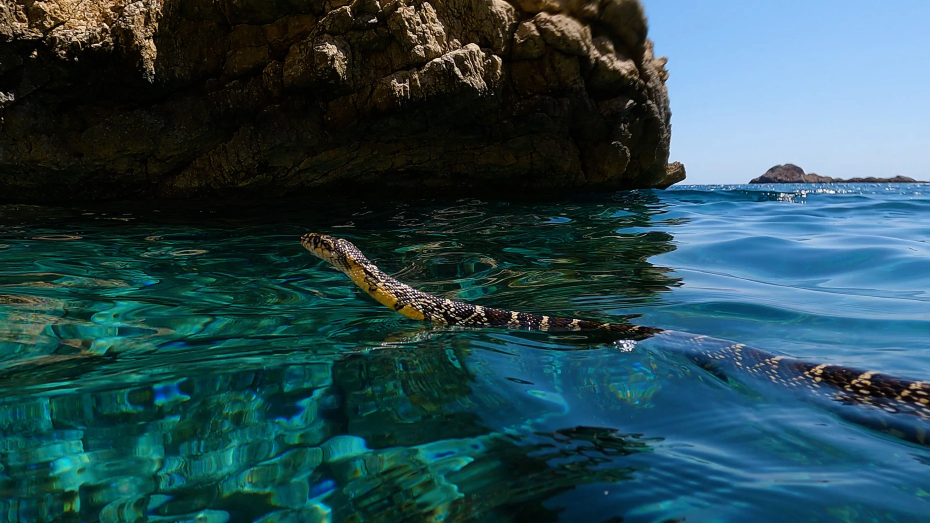 También ha llegado a Mallorca: la culebra de herradura