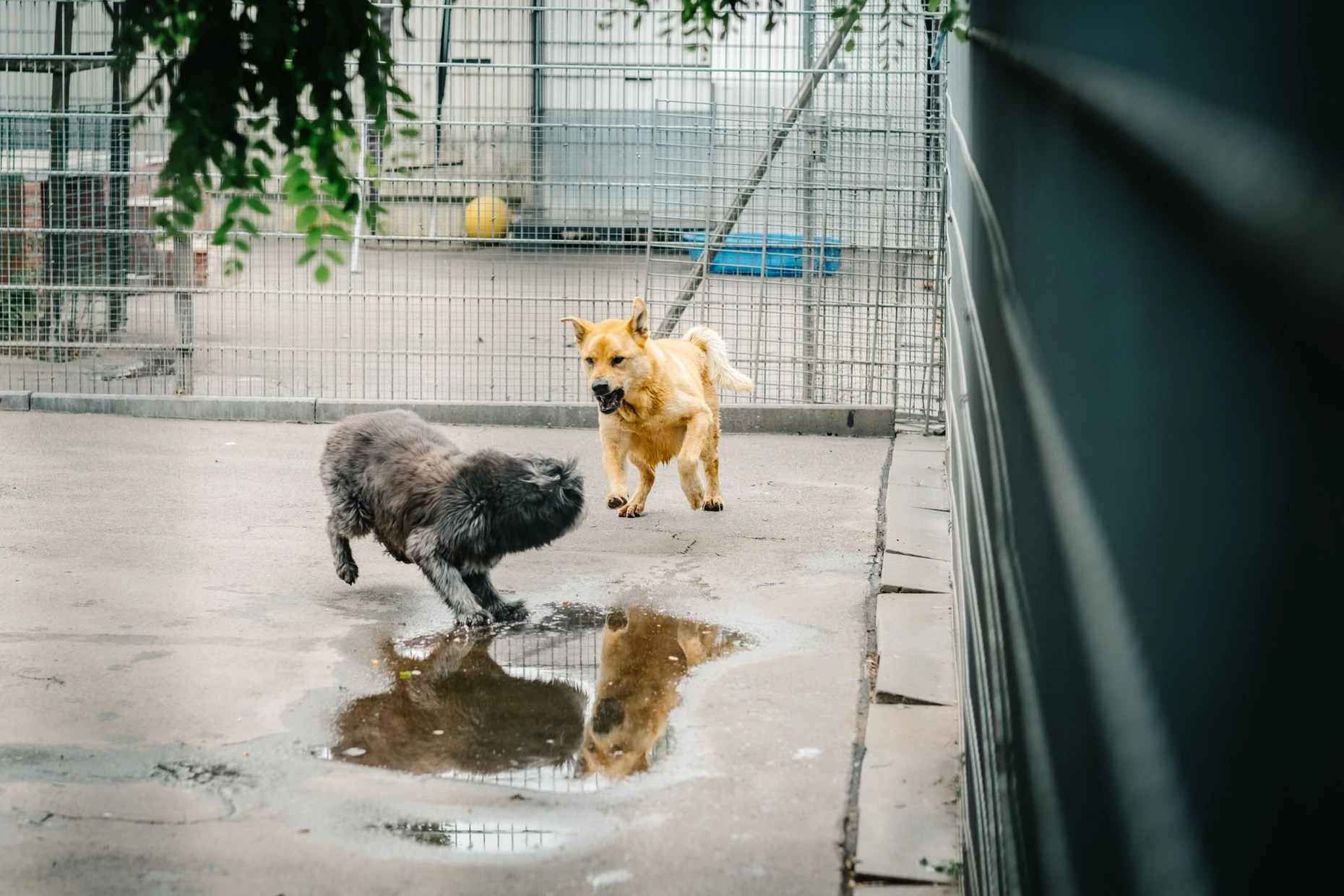 Zwei kleine Hunde spielen im Auslauf des Frankfurter Tierheims.