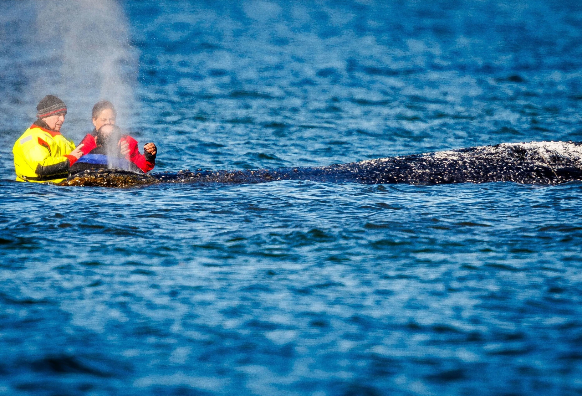 El ministro Backhaus en abril junto a la ballena jorobada frente a la isla de Poel