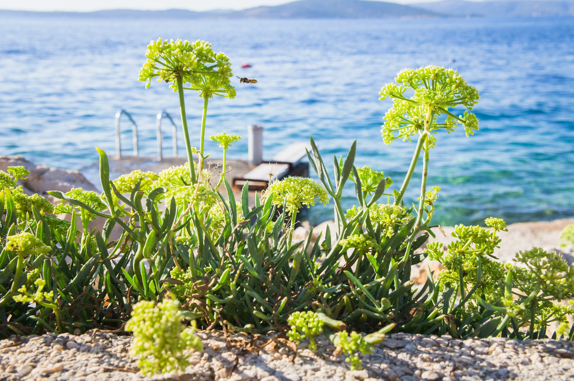 Ein Superfood: Meerfenchel wächst an der Adriaküste.