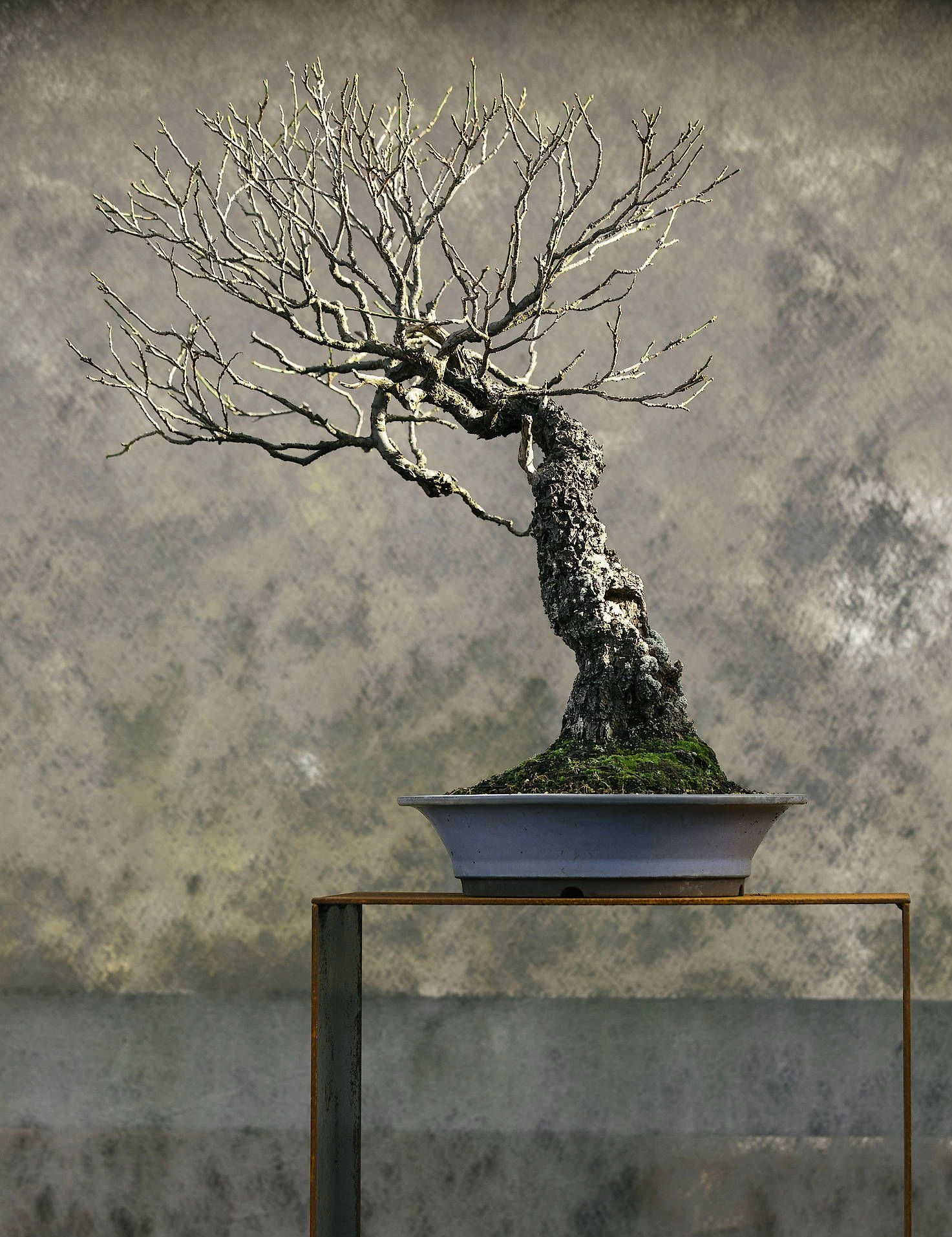 Bonsai liegt im Trend und ist eine bung in Geduld. | FAZ
