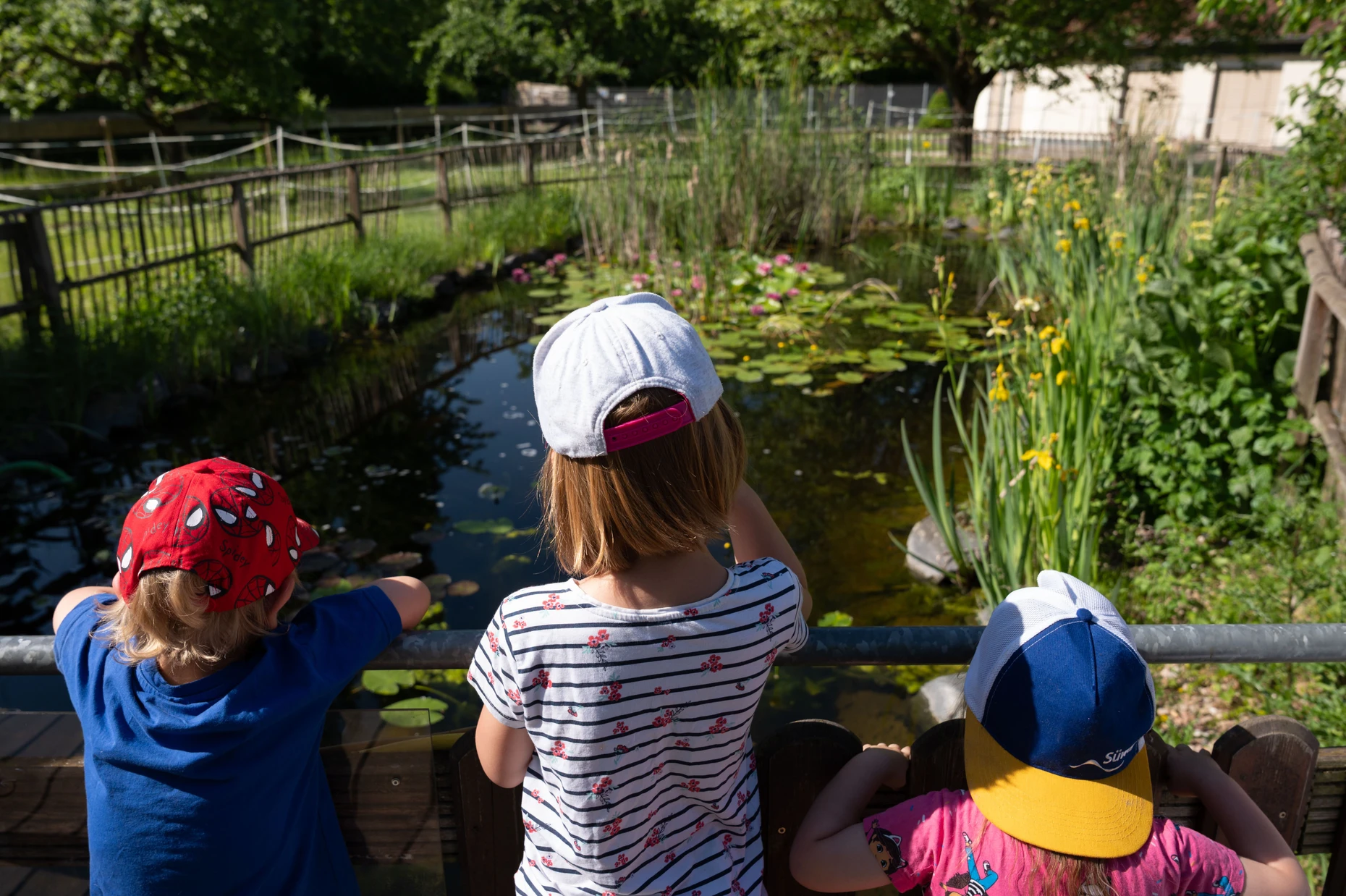 Suchen die Kois: Die Kindergartenkinder Sophia (Mitte), Raphael (links) und Ilijana (rechts) stehen am Fischteich der Einrichtung Animals Helping Handicapped.