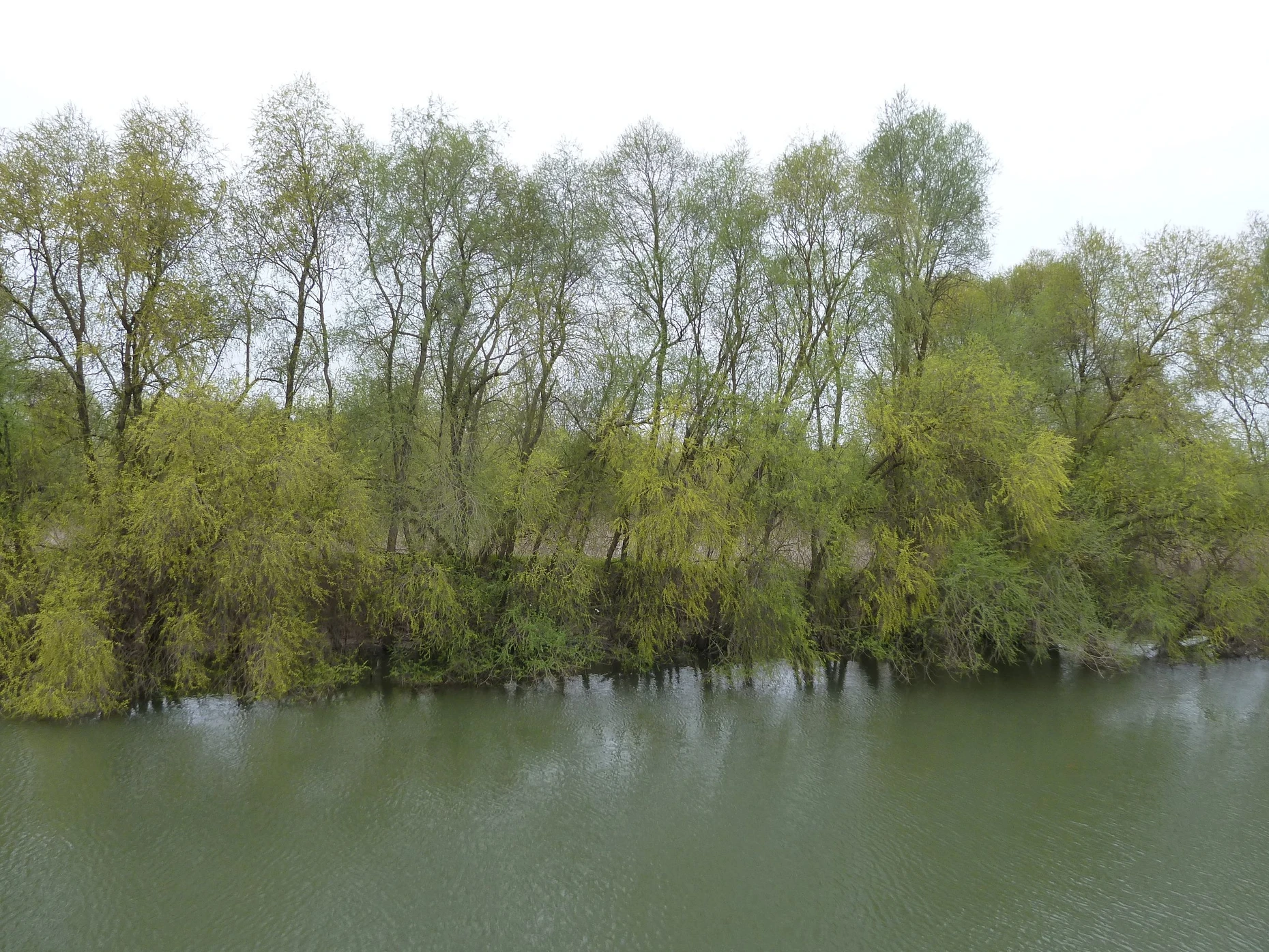 Blühende Silberweiden und noch blattlose Pappeln in der Rheinschleife bei Groß-Gerau Naturschutzgebiet Kühkopf