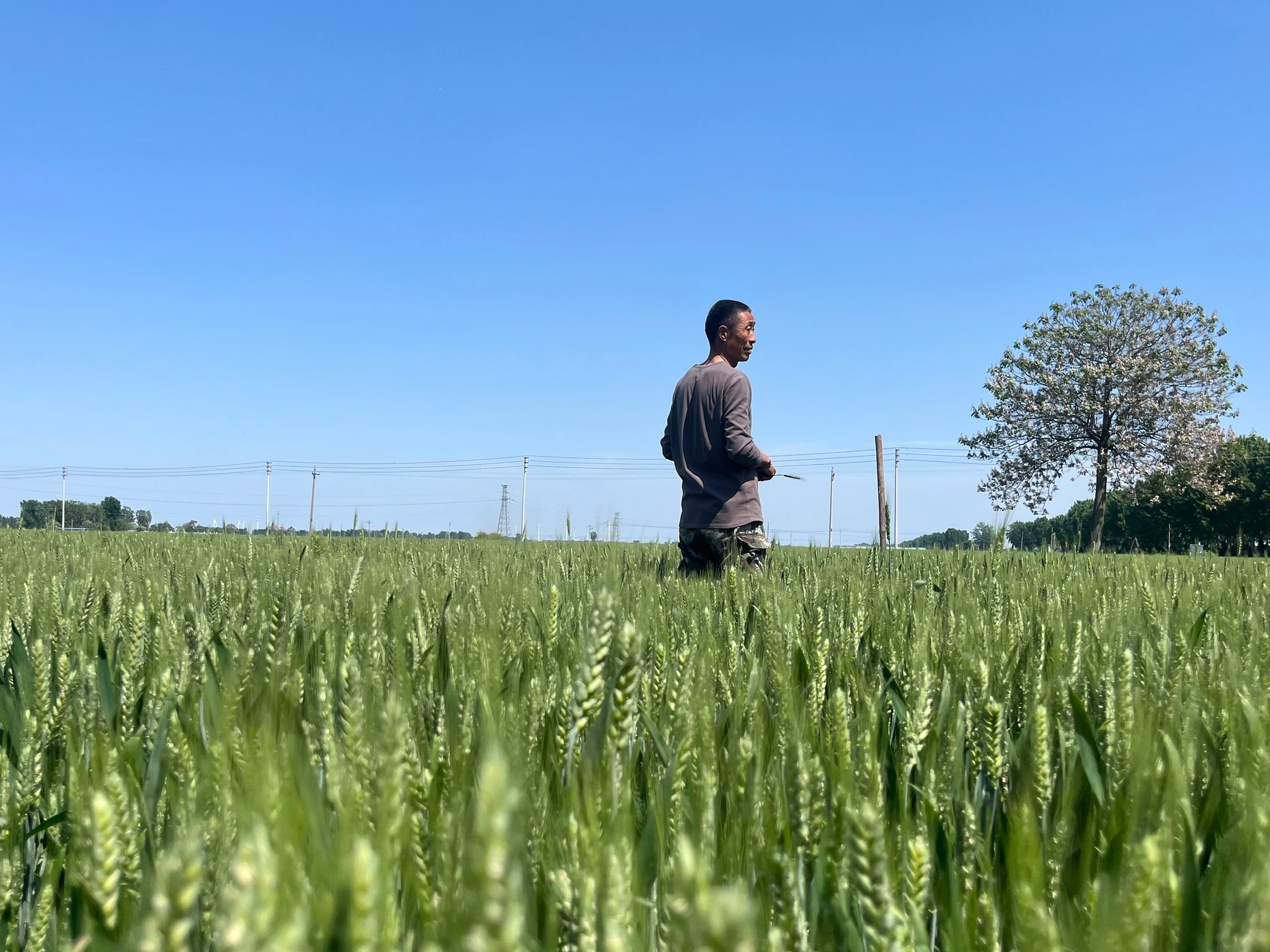 Bauer Kong in seinem Weizenfeld im Landkreis Hua in der Provinz Henan