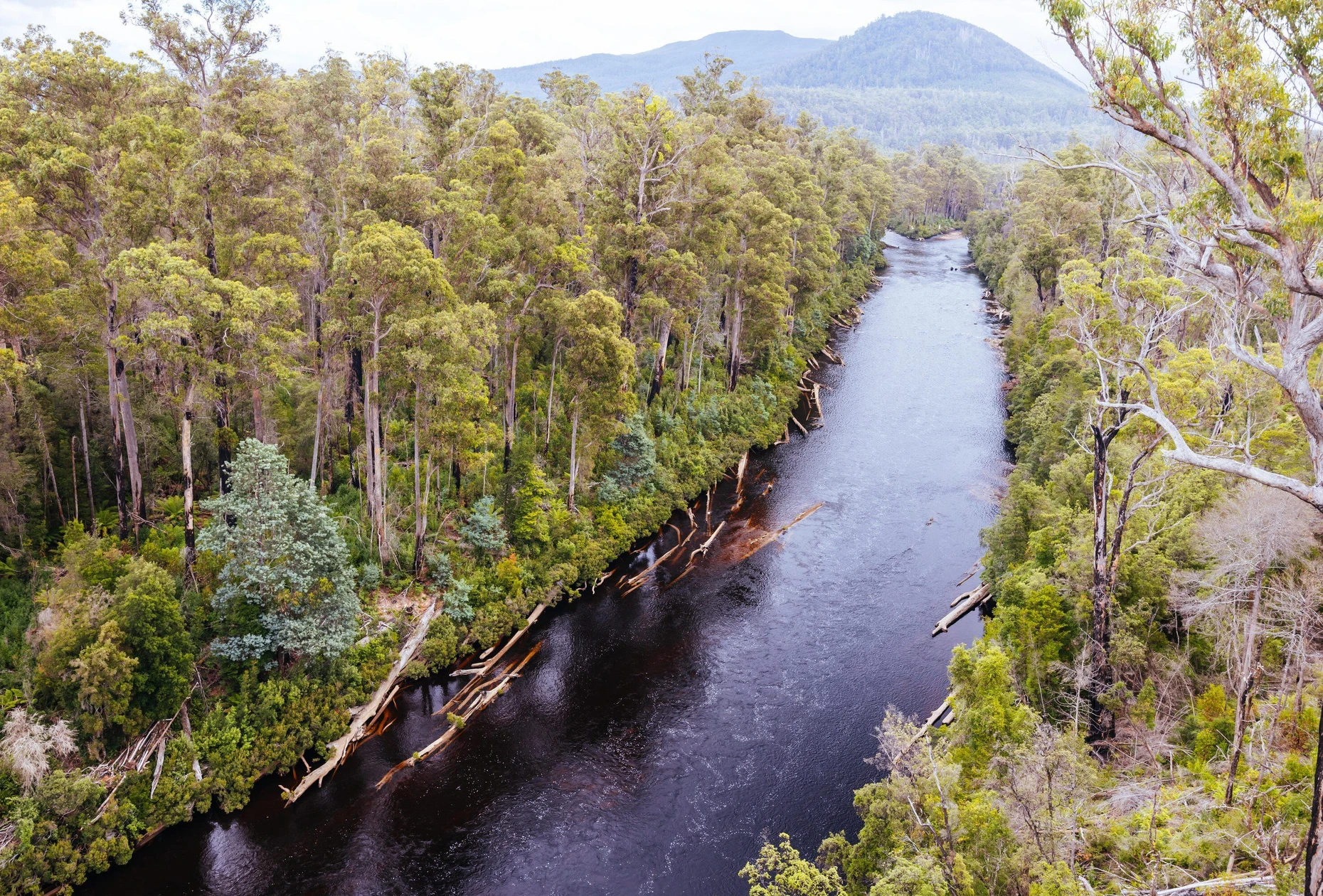 Tannine färben sein Wasser fast schwarz und reflektieren das Licht wie in einem Spiegel: der Huon River südlich von Hobart. Picture Alliance