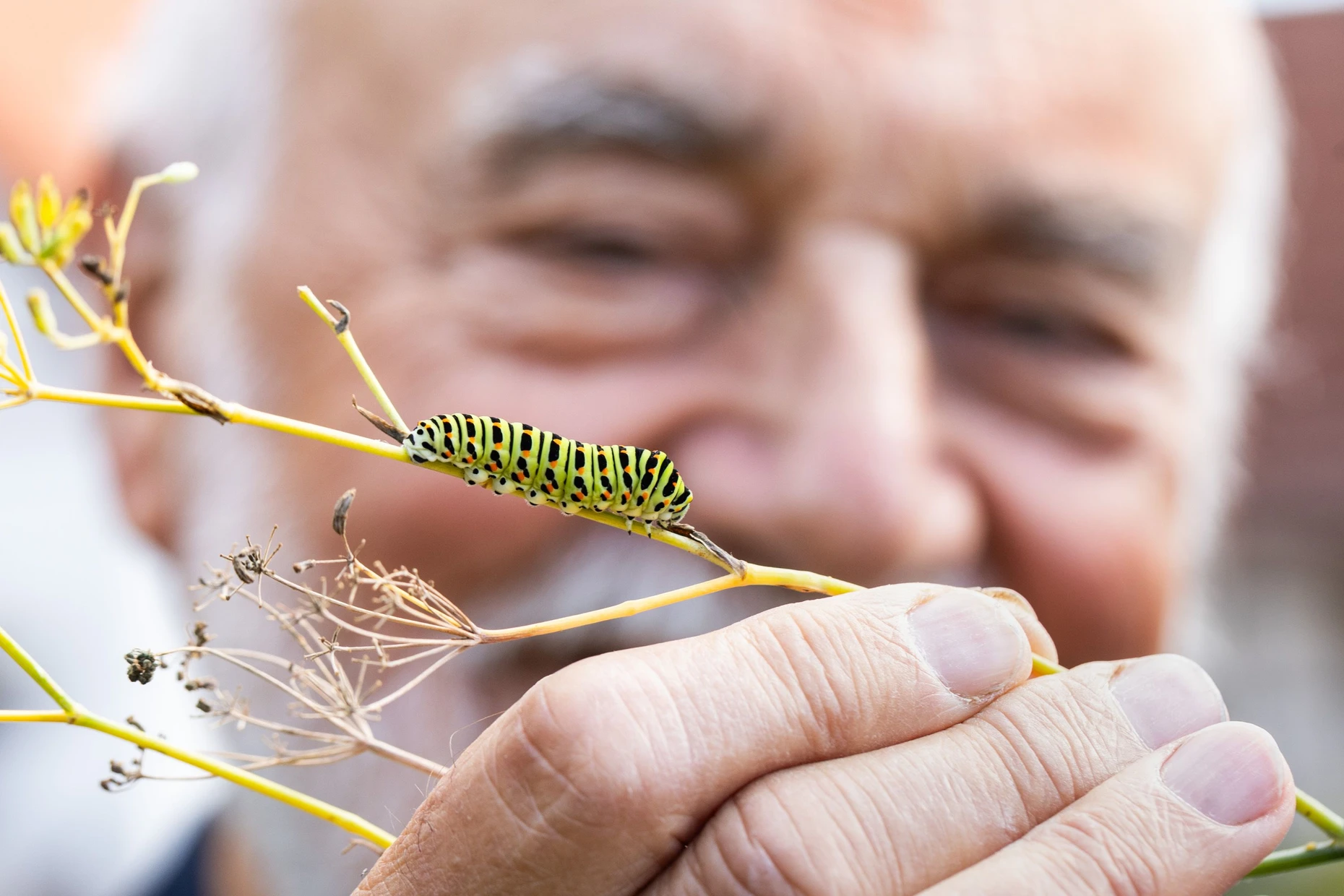 Die letzte Raupe am Dill wird sich auch bald verpuppen. Im nächsten Frühjahr fliegt sie als Schwalbenschwanz durch Hofheim.