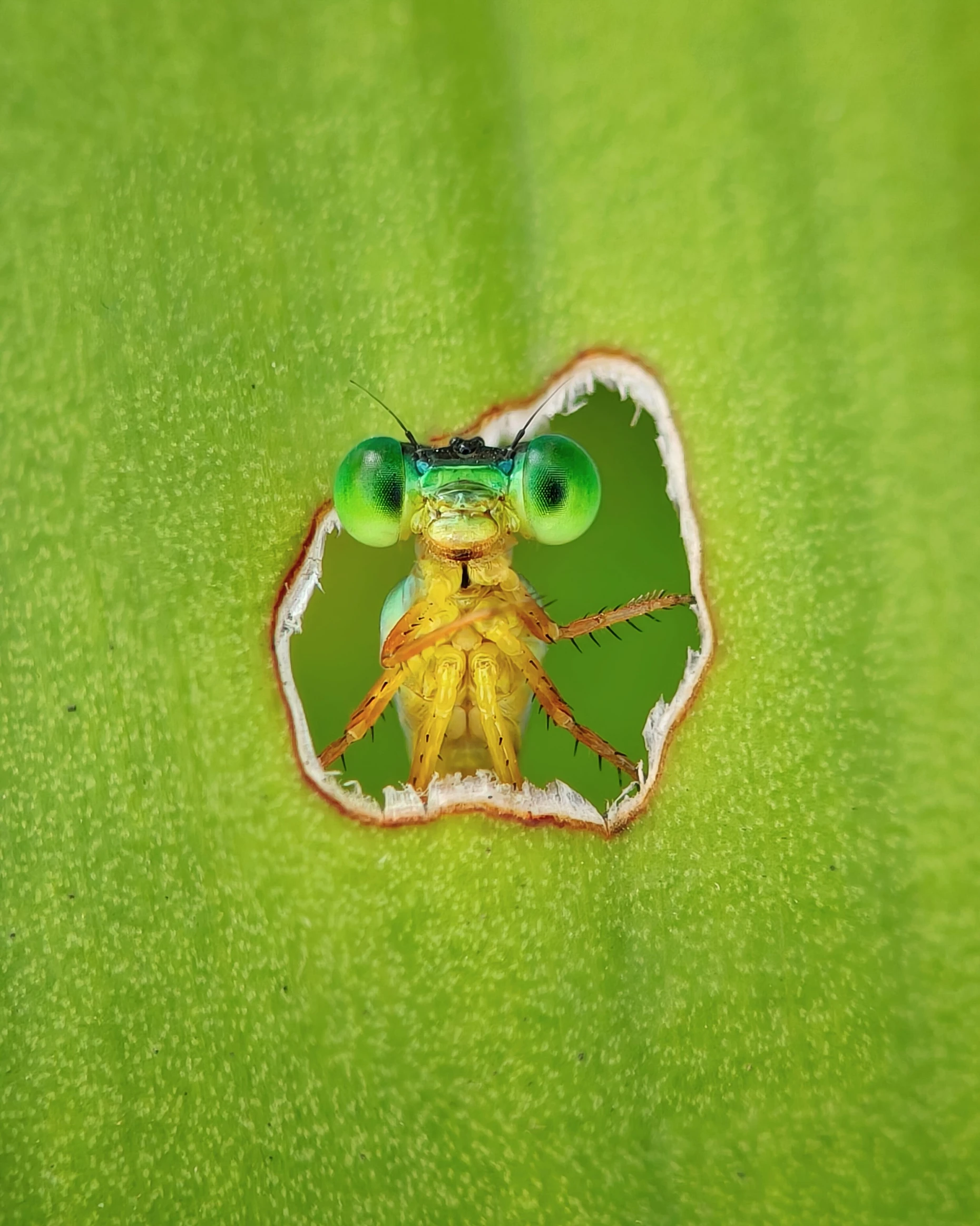 Wie durch ein Fenster wirft diese Zweifarbige Schlanklibelle (Ceriagrion cerinorubellum) einen Blick auf ihr Zuhause.