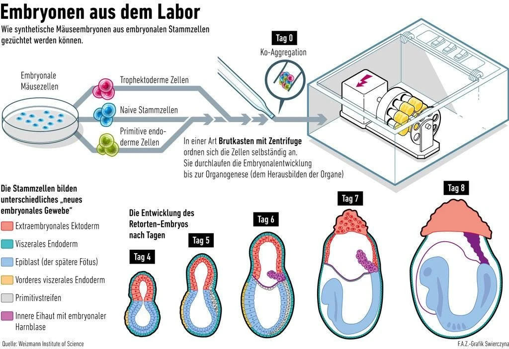 Knstliche Embryonen erzeugt: Wer braucht schon Ei, Samen, Uterus? | FAZ