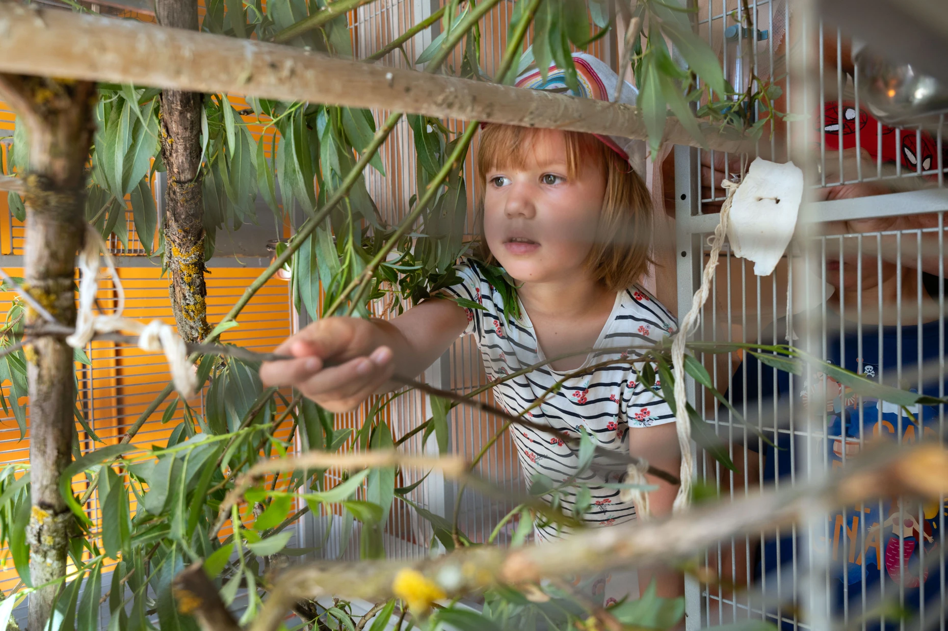 Würde gern den Vögeln sagen, wie lieb sie sie hat: Sophia hängt die selbst gebaute Vogelschaukel in den Käfig mit den Kanarienvögeln.