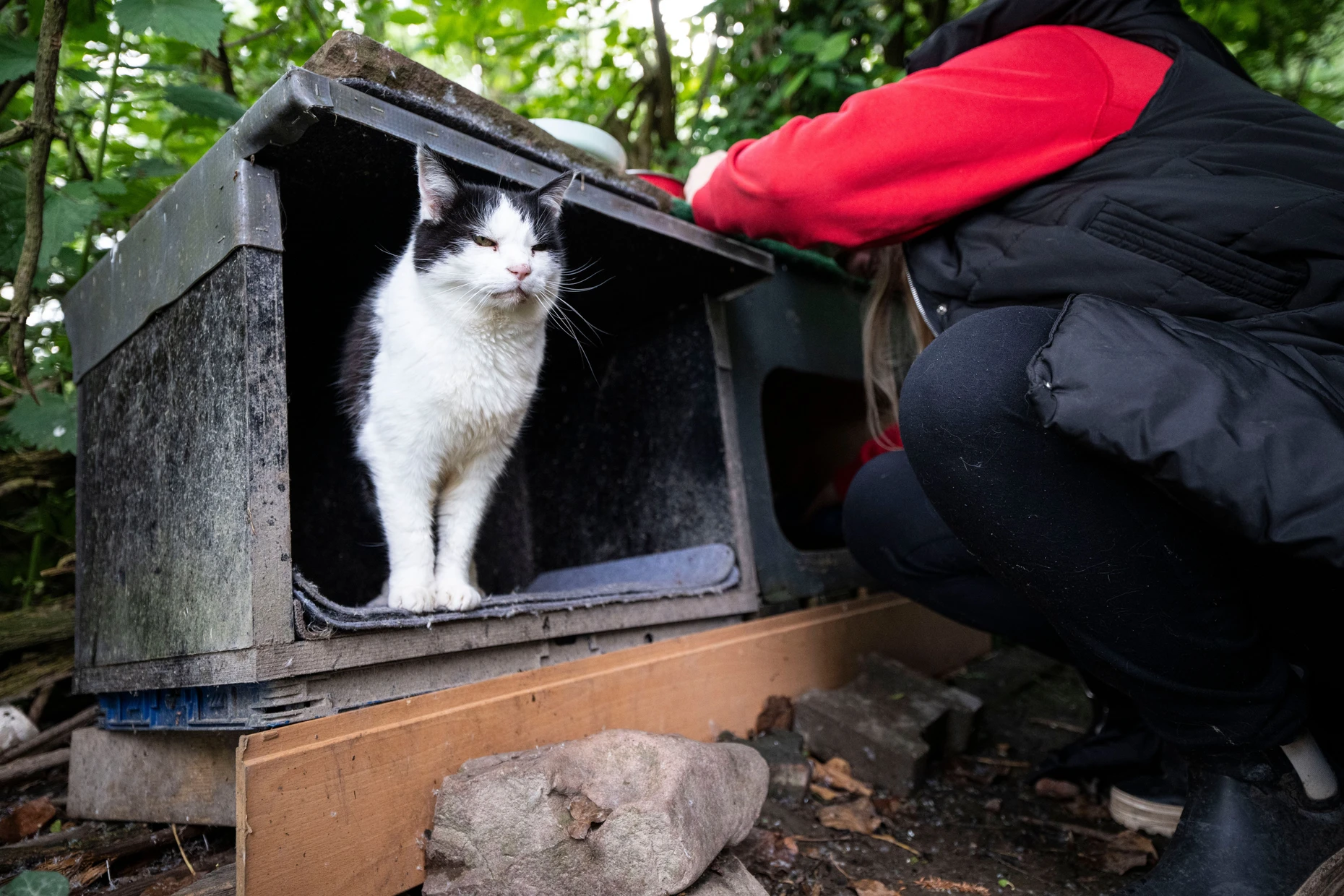 Kennt ihre Freunde: Diese wildlebende Katze bleibt ruhig, als die Helferin ans Hochheimer Katzenhaus kommt.
