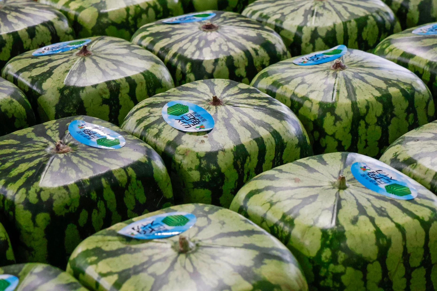 Quadratisch, praktisch, gut: In Japan ist die Idee entstanden, Wassermelonen in kubischen Glaskästen wachsen zu lassen, um ihnen eine stapelbare Form zu geben.