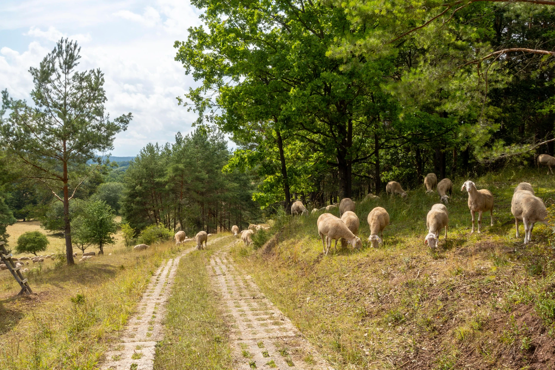 Eine Schafherde weidet an einem Feldweg im Grünen Band.