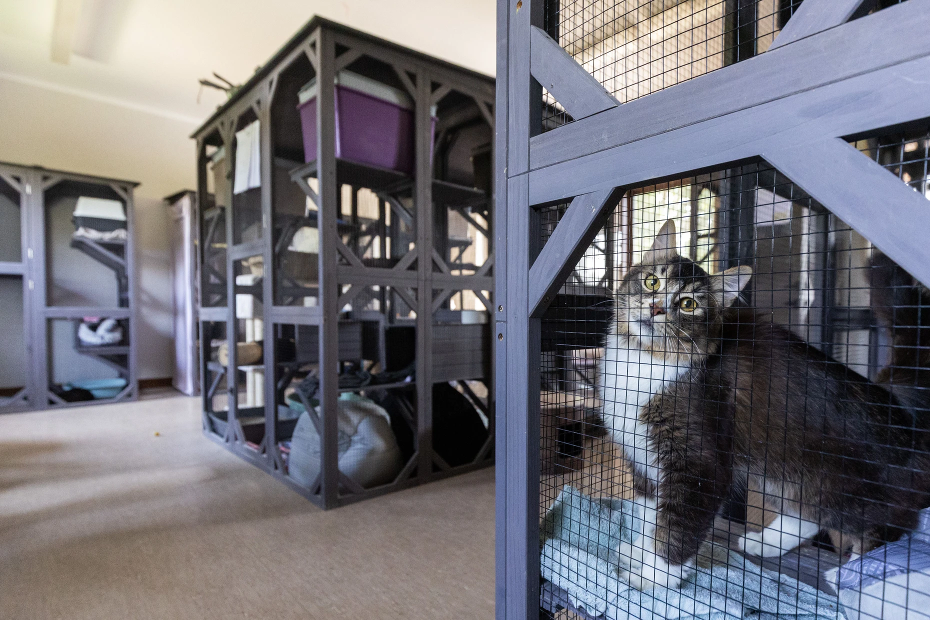 Viel los: Im Tierheim des Tierschutzvereins Offenbach sind Katzen in Käfigen unterbracht.