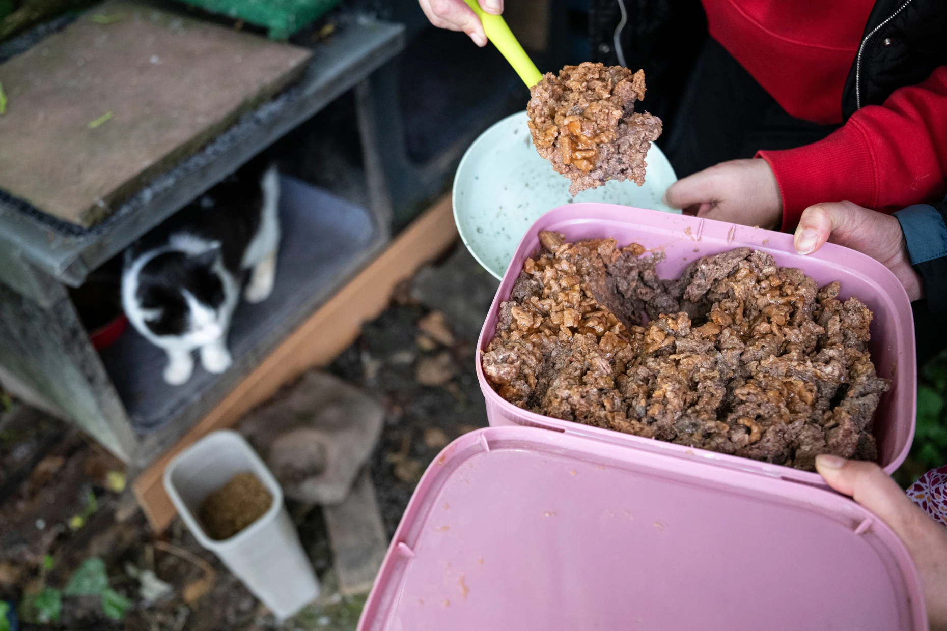 Reichlich Futter: Tierschützer bringen in Hochheim Nachschub an eine Futterstelle für streunende Katzen.