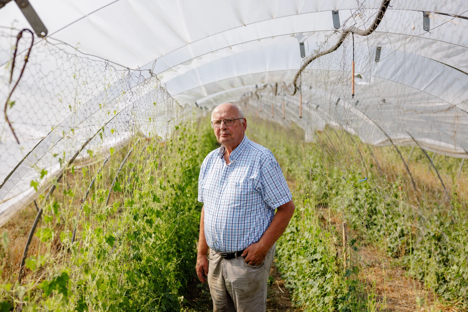 Horst Krämer in seinem Gewächshaus