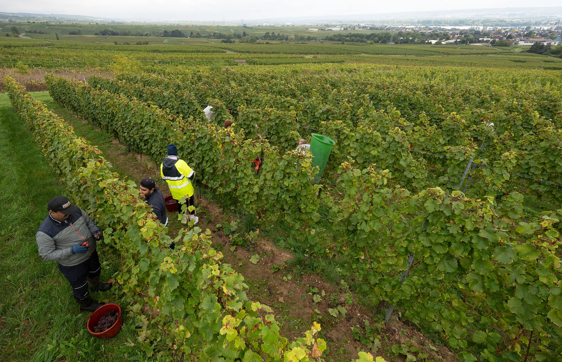Zu heiß, zu trocken: Rheingau-Winzer erwarten extrem frühe Weinlese