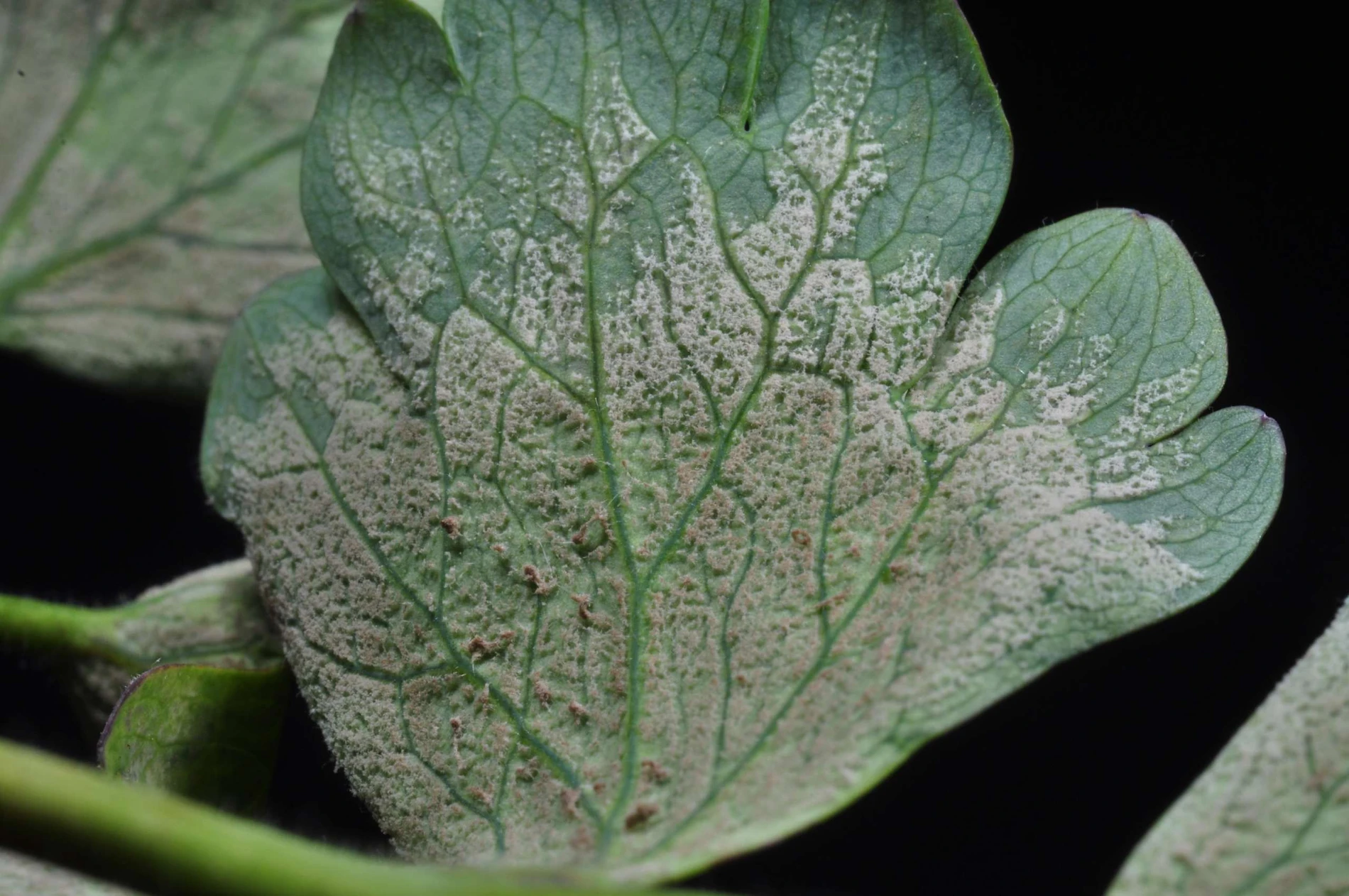 peperomia scandens variegata Peperomia Scandens Variegata Care