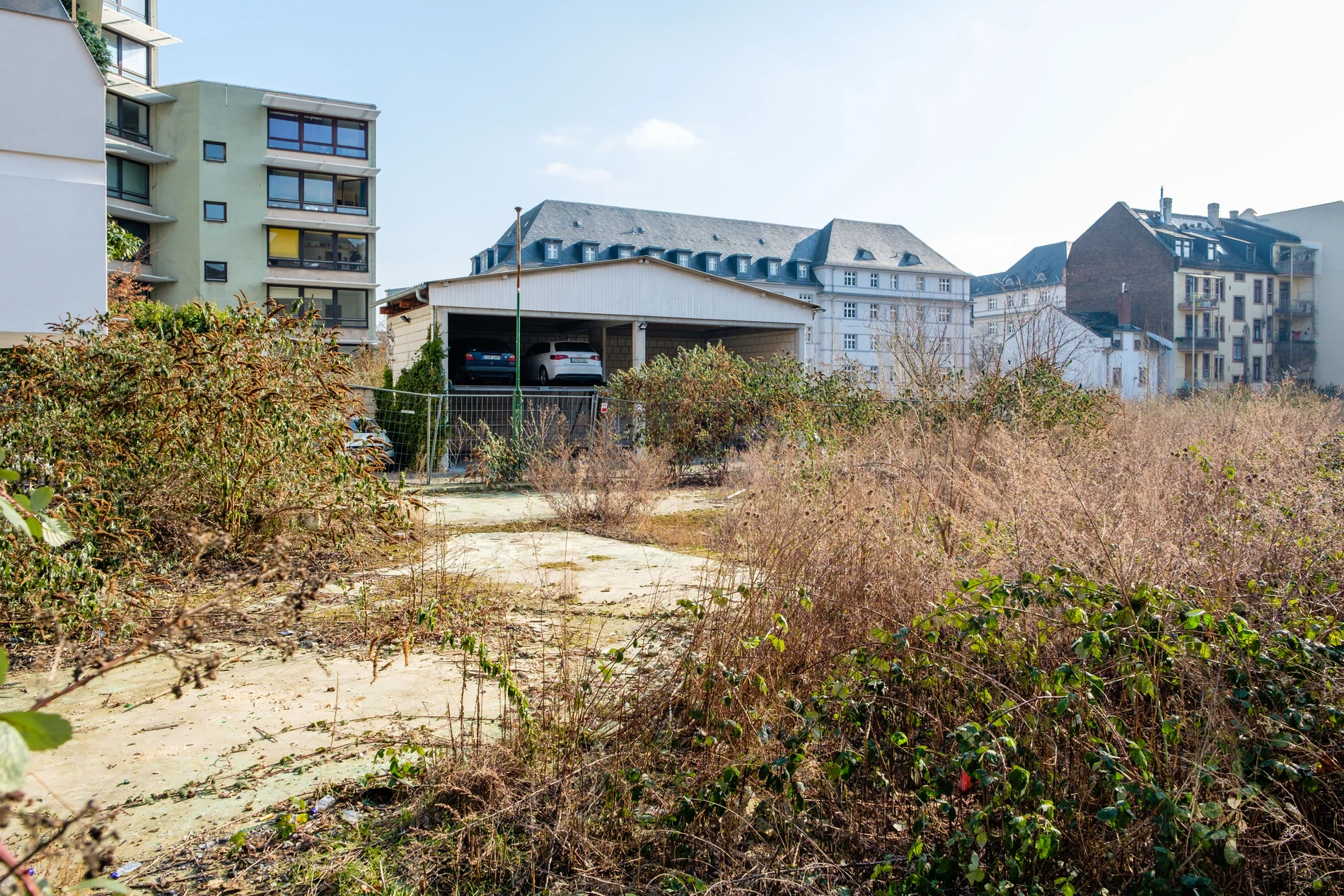 Natur in der Stadt: Was hier alles wuchert!