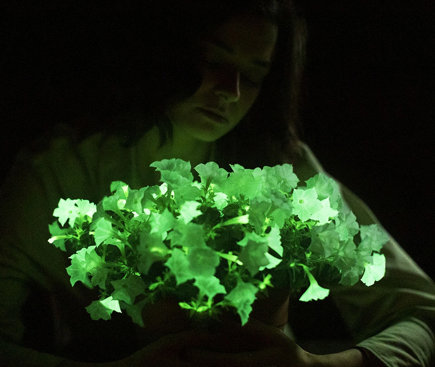 Biolumineszenz: amerikanische Firma bringt leuchtende Pflanze auf den Markt  | FAZ