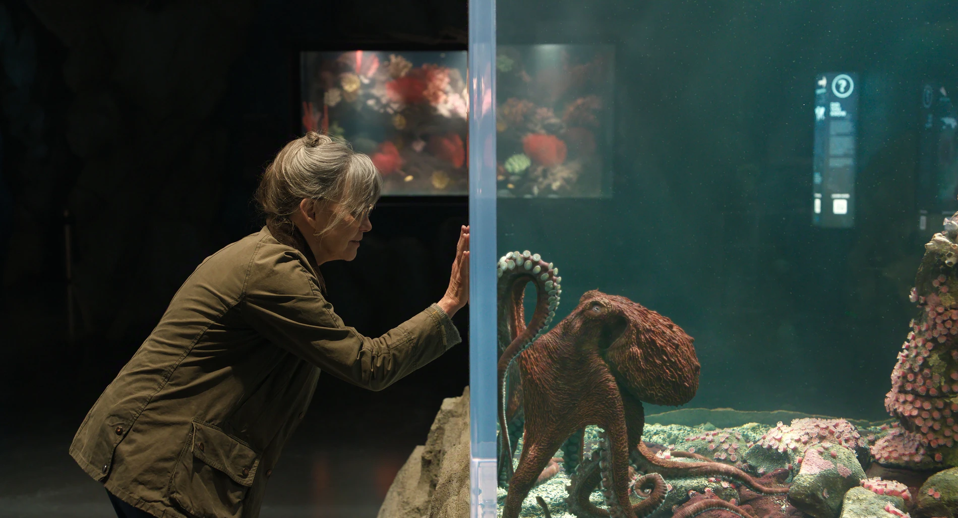 Trendtier Oktopus: Wie der Mollusk zum Seelentier wurde