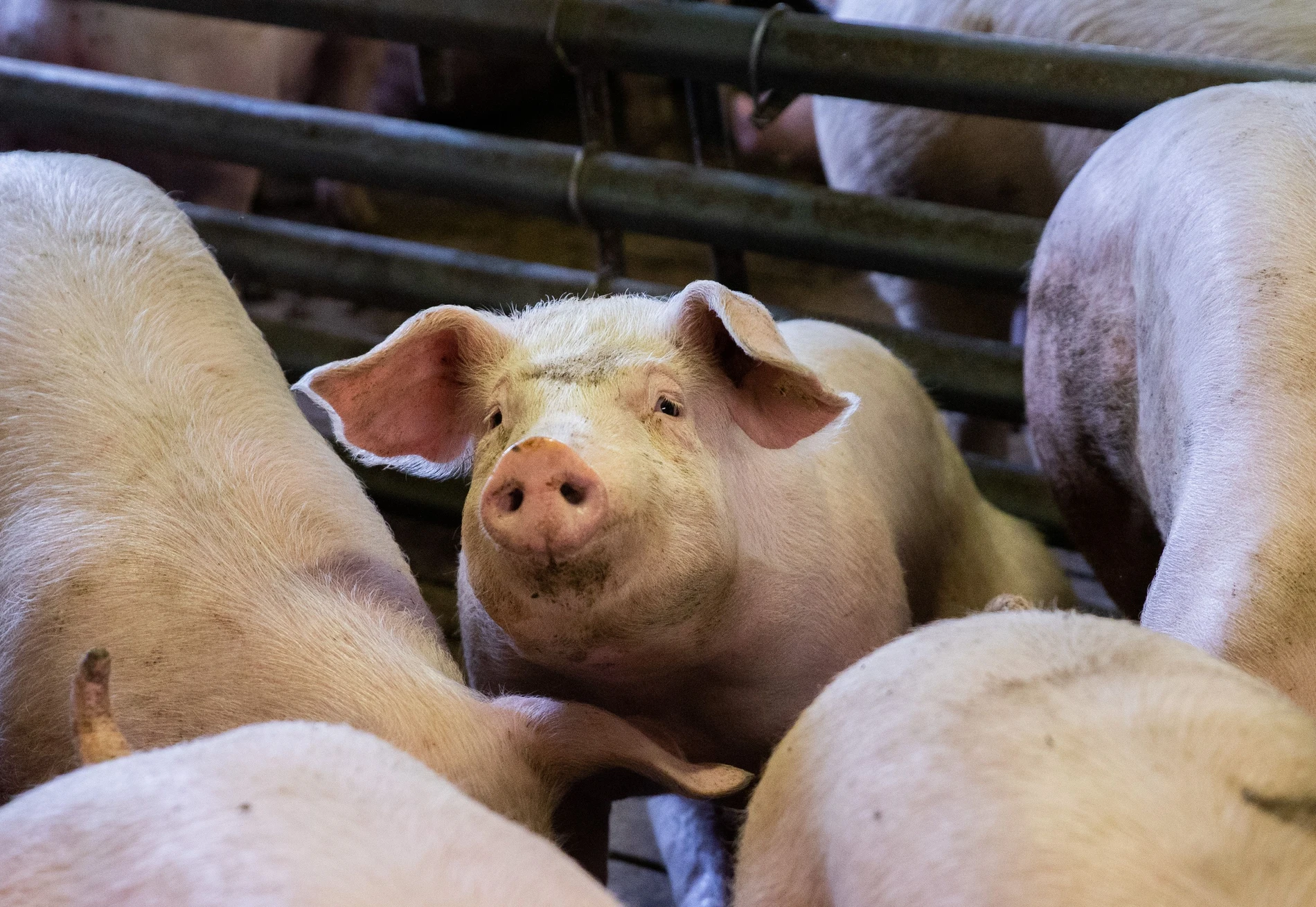 Schweinefleisch in Deutschland: Was zwischen Stall und Teller passiert