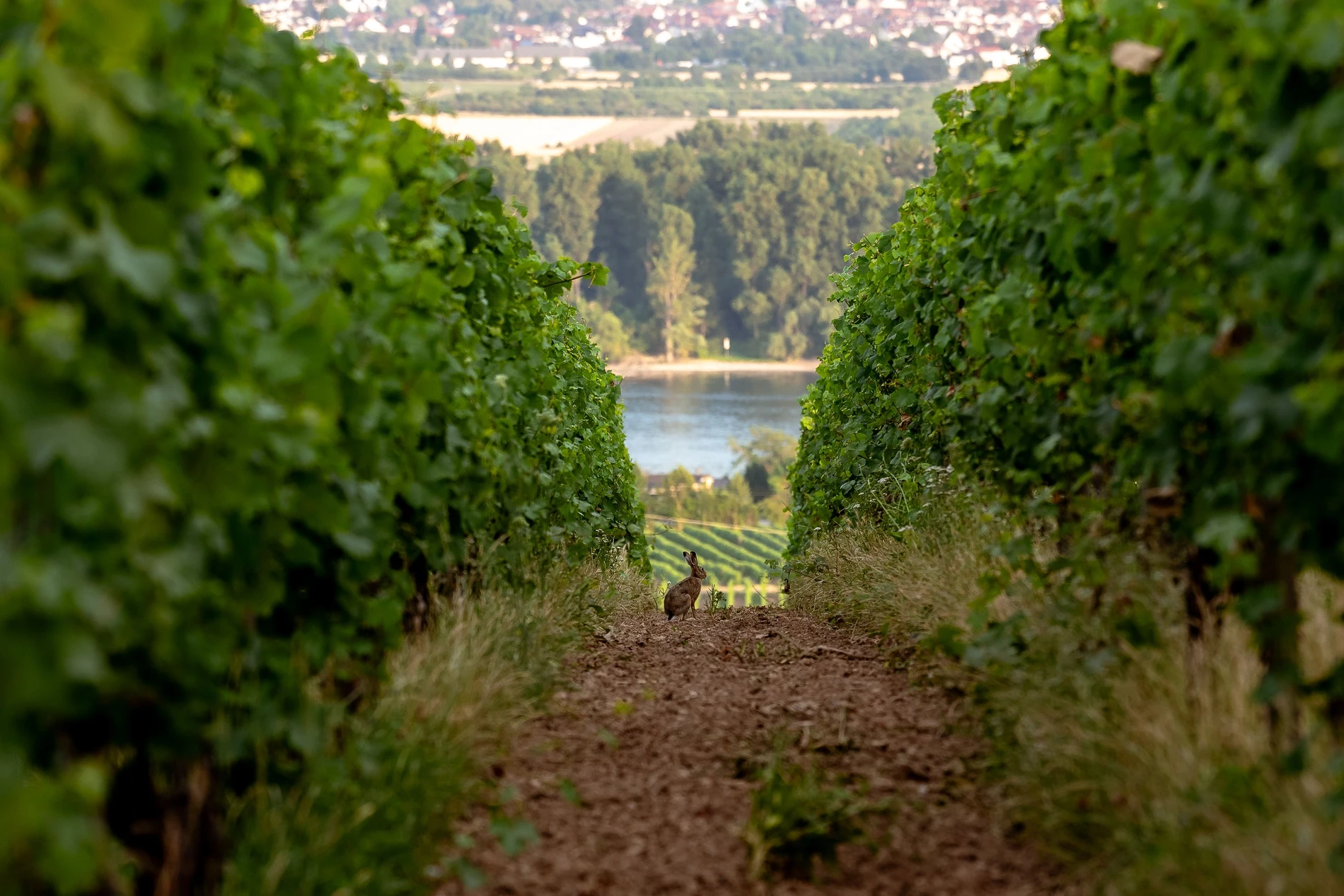 Weinbau in der Krise: Rodung von Flächen kann Lösung sein