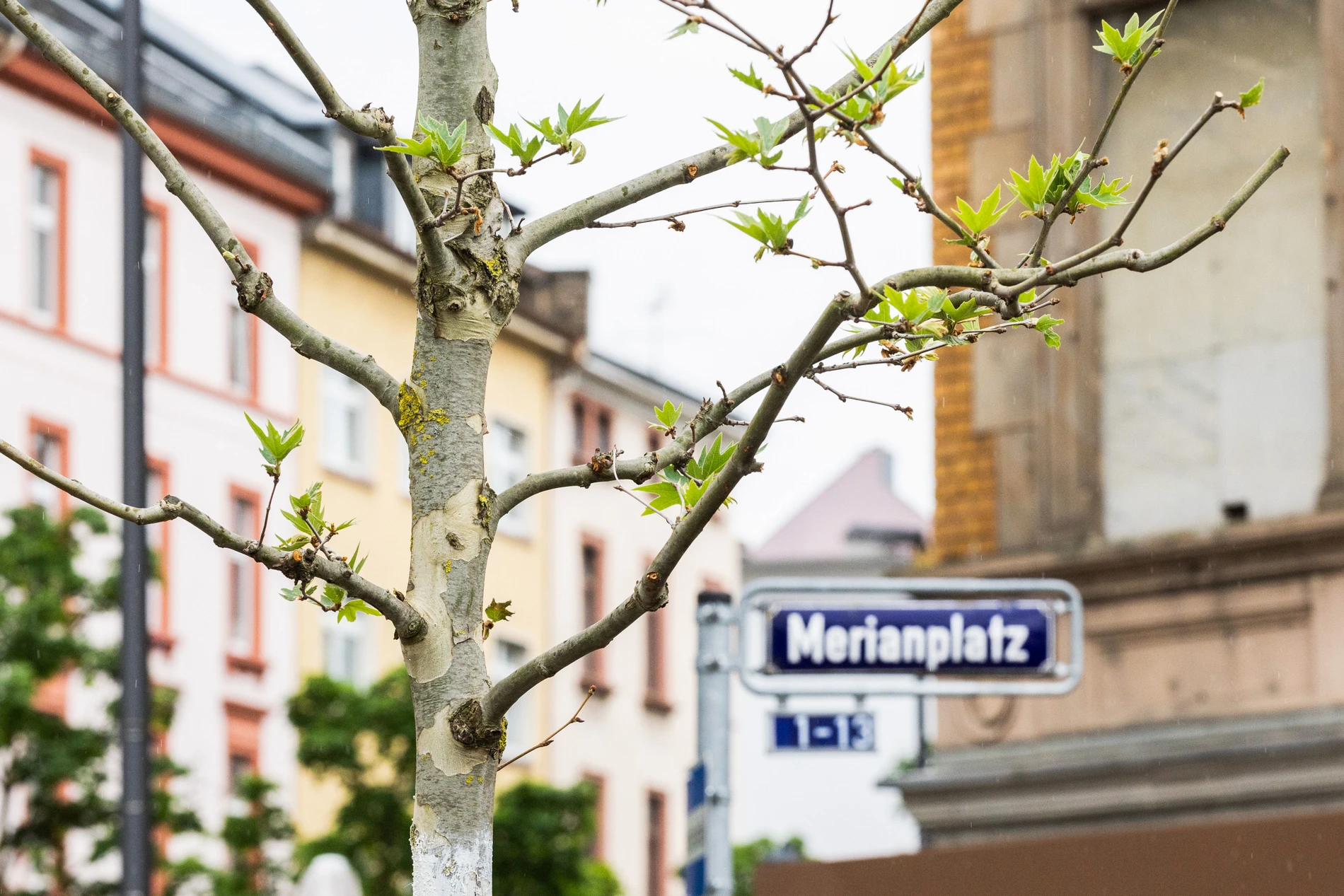 Frankfurter Merianplatz: Blechdenkmal für vergiftete Bäume