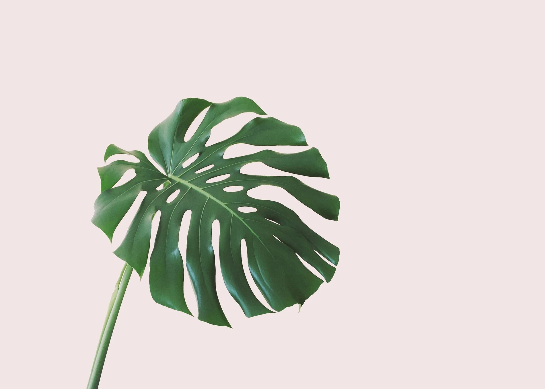 Warum die Monstera deliciosa eine echte Ikone ist | FAZ