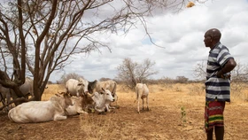 Die Weidetierhaltung in afrikanischen Ländern trägt besonders zum Anstieg der Treibhausgase aus der Landwirtschaft bei.