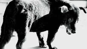 Wie bist du bloß auf diesen Hund gekommen?