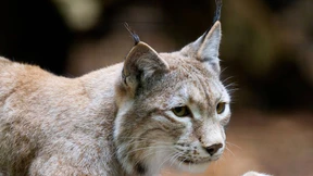 Luchse wieder heimisch