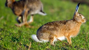 Der Herbst ist für die Feldhasen eine gefährliche Zeit