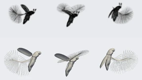 Wirbelnde Käfer und springende Maden