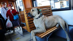 Istanbul feiert einen neuen Social-Media-Star