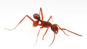 Wozu Beine, wenn es Empathie gibt? 