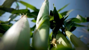 Deutsche Bauern ernten gut und kassieren  