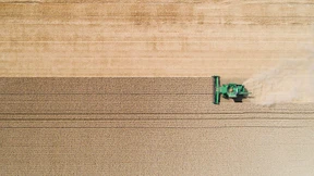 Die Weizenpreise in Amerika werden steigen