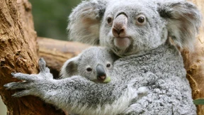 Forscher entschlüsseln Erbgut der Koalas